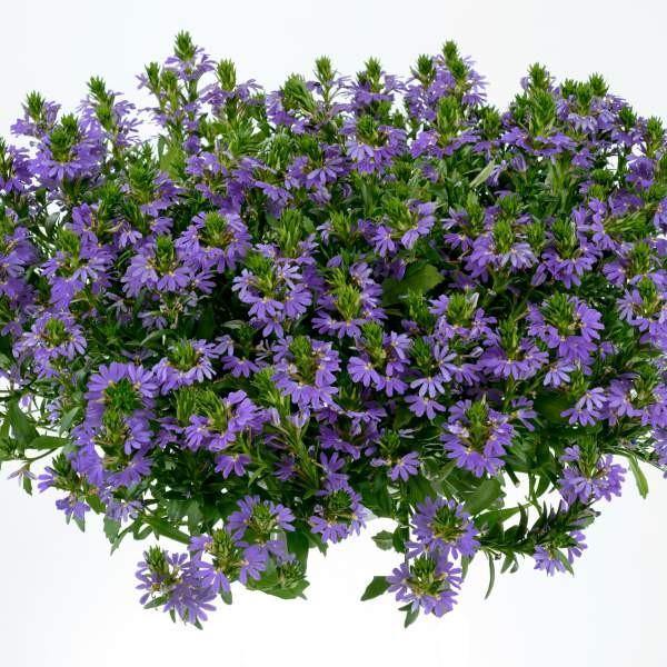 Scaevola Aemula, Blue Wonder - www.Greenie.ae Buy online Best and Healthy Plants and quality products guarantee in Dubai Plants Shop in Dubai Abu Dhabi all over UAE Plants near me Fresh Plants in Dubai where to buy plants in UAE - Greenie.ae