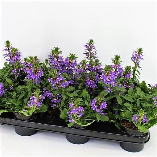 Scaevola Aemula, Blue Wonder - www.Greenie.ae Buy online Best and Healthy Plants and quality products guarantee in Dubai Plants Shop in Dubai Abu Dhabi all over UAE Plants near me Fresh Plants in Dubai where to buy plants in UAE - Greenie.ae