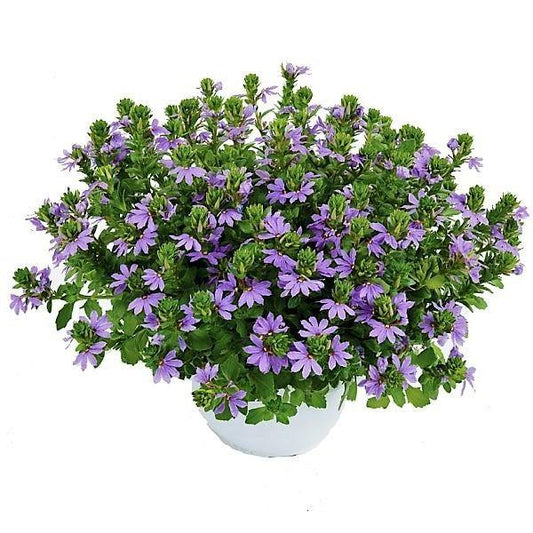 Scaevola Aemula, Blue Wonder - www.Greenie.ae Buy online Best and Healthy Plants and quality products guarantee in Dubai Plants Shop in Dubai Abu Dhabi all over UAE Plants near me Fresh Plants in Dubai where to buy plants in UAE - Greenie.ae