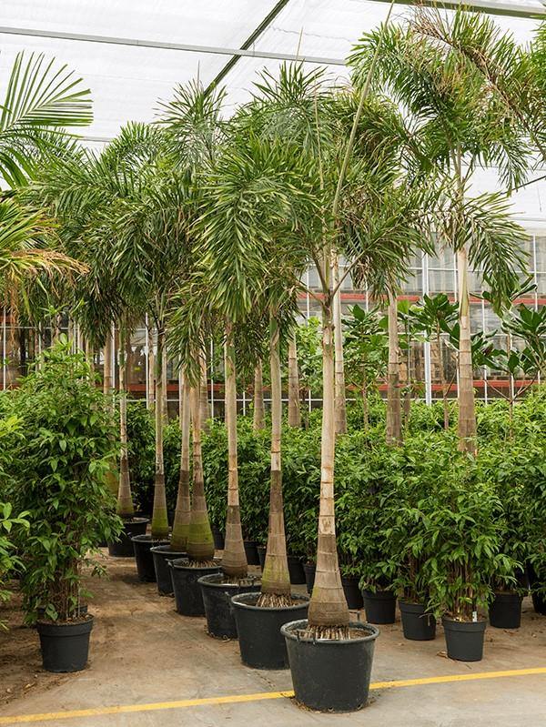 Foxtail Palm, Wodyetia Bifurcata - www.Greenie.ae Buy online Best and Healthy Plants and quality products guarantee in Dubai Plants Shop in Dubai Abu Dhabi all over UAE Plants near me Fresh Plants in Dubai where to buy plants in UAE - Greenie.ae