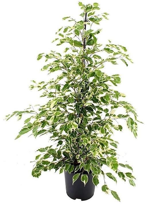 Ficus Benjamina, Twilight - www.Greenie.ae Buy online Best and Healthy Plants and quality products guarantee in Dubai Plants Shop in Dubai Abu Dhabi all over UAE Plants near me Fresh Plants in Dubai where to buy plants in UAE - Greenie.ae