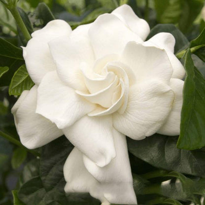 Cape Jasmine, Gardenia Jasminoides, indoor - www.Greenie.ae Buy online Best and Healthy Plants and quality products guarantee in Dubai Plants Shop in Dubai Abu Dhabi all over UAE Plants near me Fresh Plants in Dubai where to buy plants in UAE - Greenie.ae