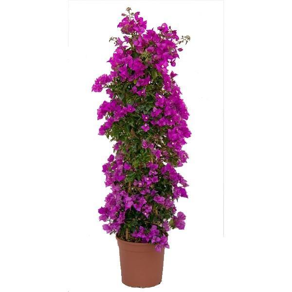 Bougainvillea Alexandra , Purple Paper Flower - www.Greenie.ae Buy online Best and Healthy Plants and quality products guarantee in Dubai Plants Shop in Dubai Abu Dhabi all over UAE Plants near me Fresh Plants in Dubai where to buy plants in UAE - Greenie.ae