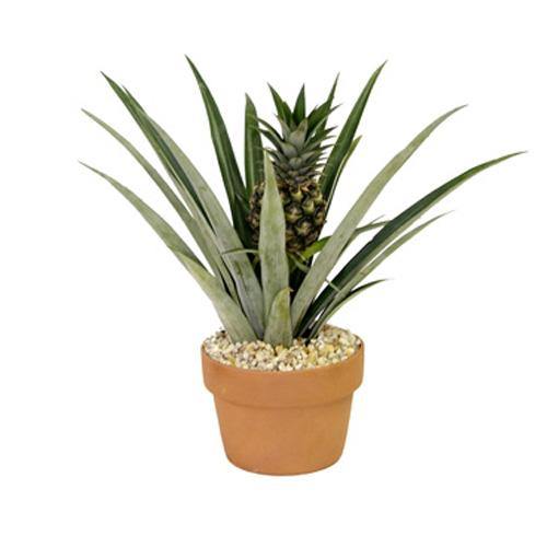 Pineapple, Ananas Comosus - www.Greenie.ae Buy online Best and Healthy Plants and quality products guarantee in Dubai Plants Shop in Dubai Abu Dhabi all over UAE Plants near me Fresh Plants in Dubai where to buy plants in UAE - Greenie.ae