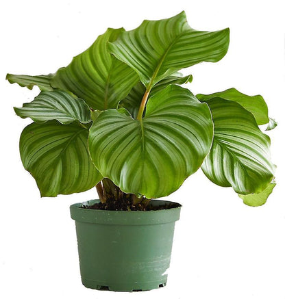 Calathea Orbifolia - www.Greenie.ae Buy online Best and Healthy Plants and quality products guarantee in Dubai Plants Shop in Dubai Abu Dhabi all over UAE Plants near me Fresh Plants in Dubai where to buy plants in UAE - Greenie.ae