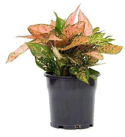 Aglonema sp, Lady Valentine - www.Greenie.ae Buy online Best and Healthy Plants and quality products guarantee in Dubai Plants Shop in Dubai Abu Dhabi all over UAE Plants near me Fresh Plants in Dubai where to buy plants in UAE - Greenie.ae