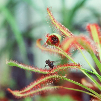 Drosera capensis or Cape Sundew - www.Greenie.ae Buy online Best and Healthy Plants and quality products guarantee in Dubai Plants Shop in Dubai Abu Dhabi all over UAE Plants near me Fresh Plants in Dubai where to buy plants in UAE - Greenie.ae