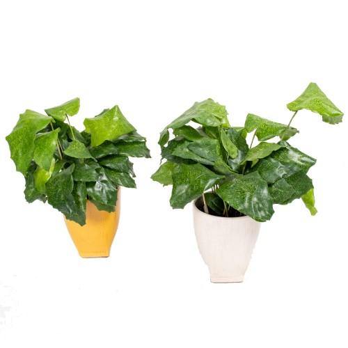 Calathea Mosaica, Network - www.Greenie.ae Buy online Best and Healthy Plants and quality products guarantee in Dubai Plants Shop in Dubai Abu Dhabi all over UAE Plants near me Fresh Plants in Dubai where to buy plants in UAE - Greenie.ae