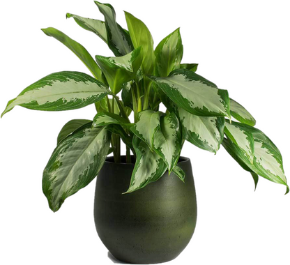 Aglaonema Pattaya Beauty - www.Greenie.ae Buy online Best and Healthy Plants and quality products guarantee in Dubai Plants Shop in Dubai Abu Dhabi all over UAE Plants near me Fresh Plants in Dubai where to buy plants in UAE - Greenie.ae