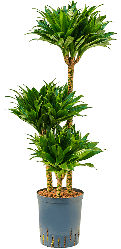 Dracaena Fragrans, Compacta - www.Greenie.ae Buy online Best and Healthy Plants and quality products guarantee in Dubai Plants Shop in Dubai Abu Dhabi all over UAE Plants near me Fresh Plants in Dubai where to buy plants in UAE - Greenie.ae