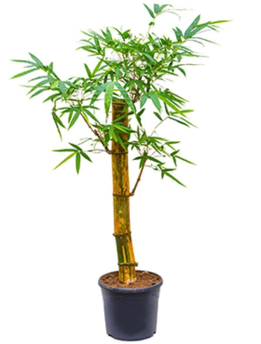 Bambusa vulgaris, Common Bamboo - www.Greenie.ae Buy online Best and Healthy Plants and quality products guarantee in Dubai Plants Shop in Dubai Abu Dhabi all over UAE Plants near me Fresh Plants in Dubai where to buy plants in UAE - Greenie.ae