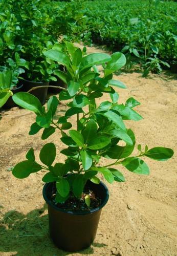 Clerodendrum inerme, Wild Jasmine - www.Greenie.ae Buy online Best and Healthy Plants and quality products guarantee in Dubai Plants Shop in Dubai Abu Dhabi all over UAE Plants near me Fresh Plants in Dubai where to buy plants in UAE - Greenie.ae