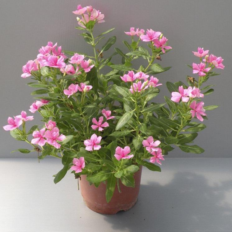 Vinca Flowers (small) - www.Greenie.ae Buy online Best and Healthy Plants and quality products guarantee in Dubai Plants Shop in Dubai Abu Dhabi all over UAE Plants near me Fresh Plants in Dubai where to buy plants in UAE - Greenie.ae