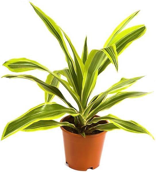 Dracaena Lemon Lime Mini - www.Greenie.ae Buy online Best and Healthy Plants and quality products guarantee in Dubai Plants Shop in Dubai Abu Dhabi all over UAE Plants near me Fresh Plants in Dubai where to buy plants in UAE - Greenie.ae