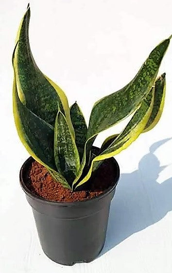 Snake Plant, Sansevieria Trifasciata, Laurentii, indoor - www.Greenie.ae Buy online Best and Healthy Plants and quality products guarantee in Dubai Plants Shop in Dubai Abu Dhabi all over UAE Plants near me Fresh Plants in Dubai where to buy plants in UAE - Greenie.ae