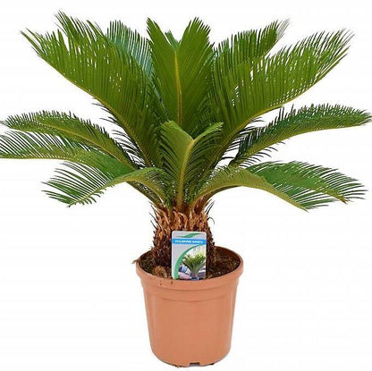 Cycas Revoluta, Sago Palm , Palm Fern, indoor - www.Greenie.ae Buy online Best and Healthy Plants and quality products guarantee in Dubai Plants Shop in Dubai Abu Dhabi all over UAE Plants near me Fresh Plants in Dubai where to buy plants in UAE - Greenie.ae