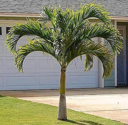 Royal Palm (ROYSTONIA REGIA) - Dubai Plants
