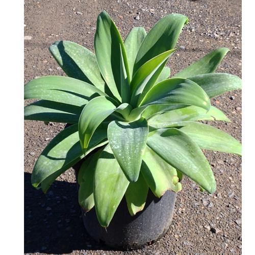 Agave Attenuata, Spineless Century Plant - www.Greenie.ae Buy online Best and Healthy Plants and quality products guarantee in Dubai Plants Shop in Dubai Abu Dhabi all over UAE Plants near me Fresh Plants in Dubai where to buy plants in UAE - Greenie.ae