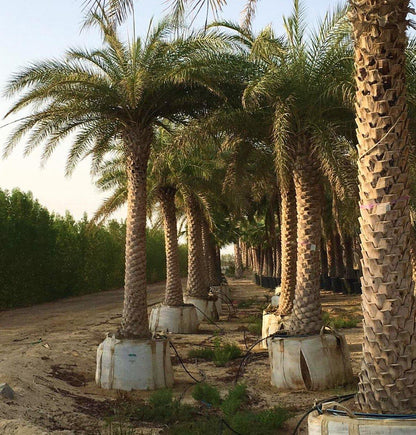 Silver Date Palm, Phoenix Sylvestris, Wild Date Palm - www.Greenie.ae Buy online Best and Healthy Plants and quality products guarantee in Dubai Plants Shop in Dubai Abu Dhabi all over UAE Plants near me Fresh Plants in Dubai where to buy plants in UAE - Greenie.ae