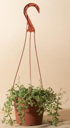 String of Dolphins , Senecio Peregrinus - www.Greenie.ae Buy online Best and Healthy Plants and quality products guarantee in Dubai Plants Shop in Dubai Abu Dhabi all over UAE Plants near me Fresh Plants in Dubai where to buy plants in UAE - Greenie.ae