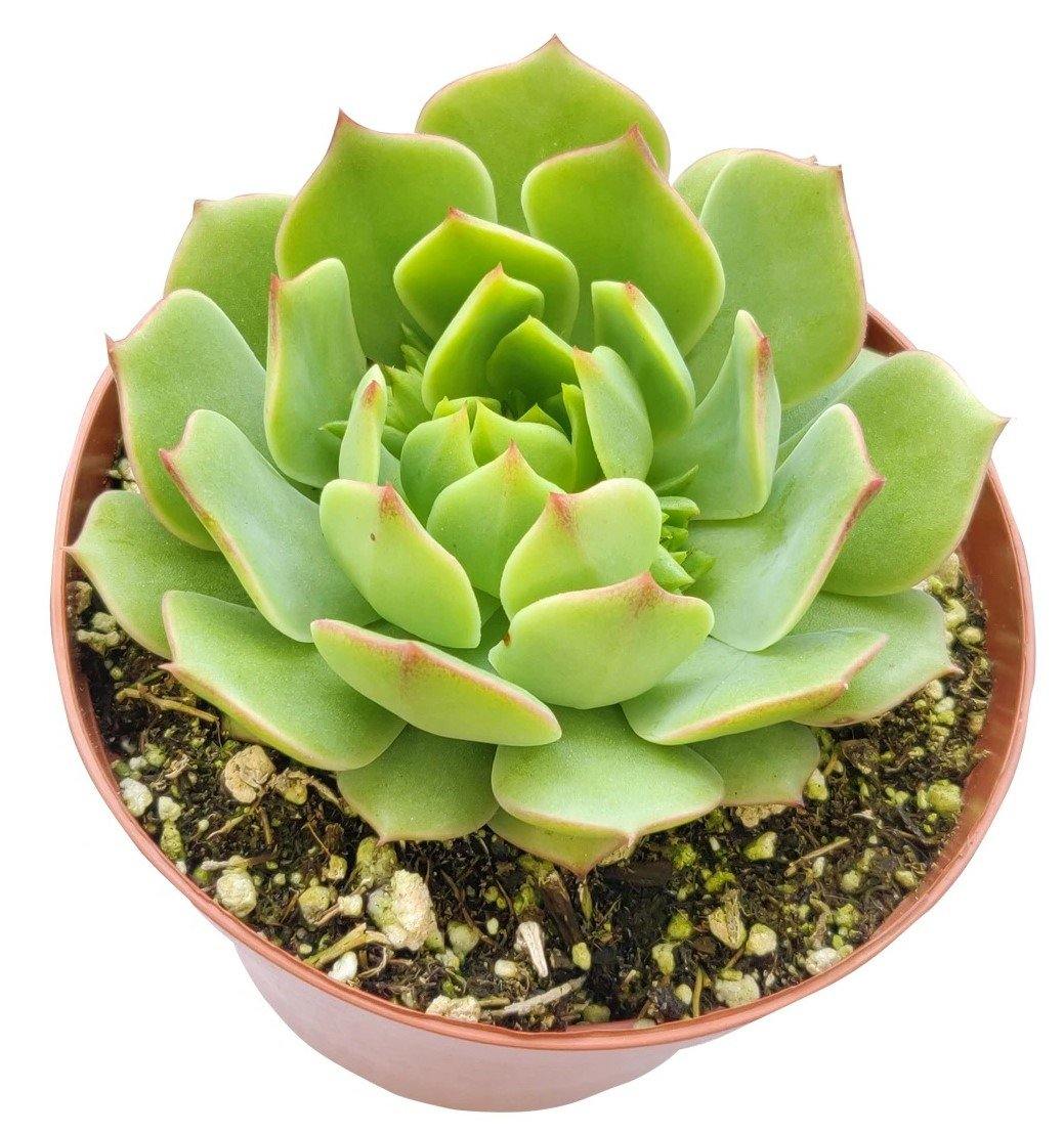 Echeveria succulent - www.Greenie.ae Buy online Best and Healthy Plants and quality products guarantee in Dubai Plants Shop in Dubai Abu Dhabi all over UAE Plants near me Fresh Plants in Dubai where to buy plants in UAE - Greenie.ae