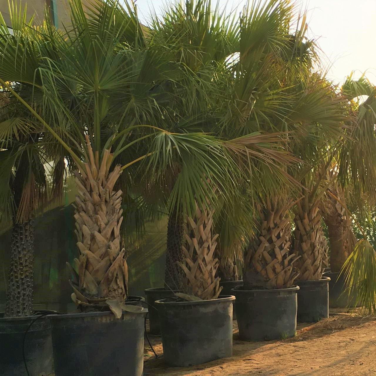 Sabal Palm, Sabal palmetto, Cabbage Palmetto, Carolina Palmetto - www.Greenie.ae Buy online Best and Healthy Plants and quality products guarantee in Dubai Plants Shop in Dubai Abu Dhabi all over UAE Plants near me Fresh Plants in Dubai where to buy plants in UAE - Greenie.ae