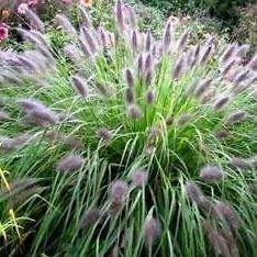 Pennisetum alopecuroides, Chinese fountain grass - www.Greenie.ae Buy online Best and Healthy Plants and quality products guarantee in Dubai Plants Shop in Dubai Abu Dhabi all over UAE Plants near me Fresh Plants in Dubai where to buy plants in UAE - Greenie.ae