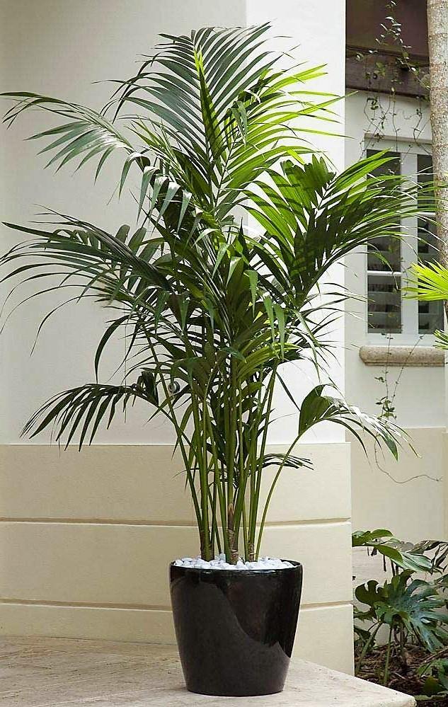 Kentia Palm, Thatch Palm, Howea forsteriana - www.Greenie.ae Buy online Best and Healthy Plants and quality products guarantee in Dubai Plants Shop in Dubai Abu Dhabi all over UAE Plants near me Fresh Plants in Dubai where to buy plants in UAE - Greenie.ae