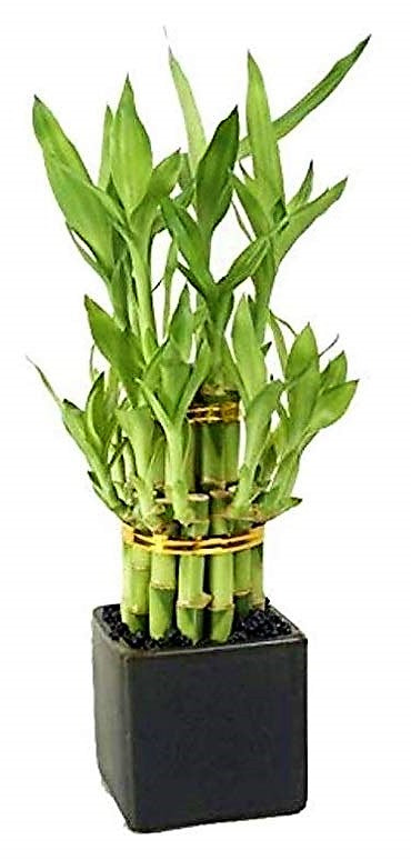 Lucky Bamboo Steps, Dracaena Sanderiana - www.Greenie.ae Buy online Best and Healthy Plants and quality products guarantee in Dubai Plants Shop in Dubai Abu Dhabi all over UAE Plants near me Fresh Plants in Dubai where to buy plants in UAE - Greenie.ae