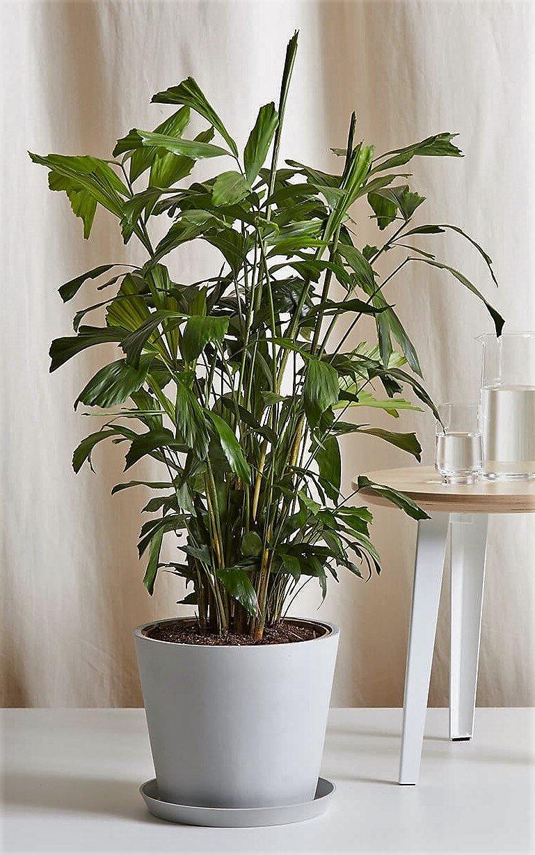 Fishtail Palm, Caryota Mitis - www.Greenie.ae Buy online Best and Healthy Plants and quality products guarantee in Dubai Plants Shop in Dubai Abu Dhabi all over UAE Plants near me Fresh Plants in Dubai where to buy plants in UAE - Greenie.ae