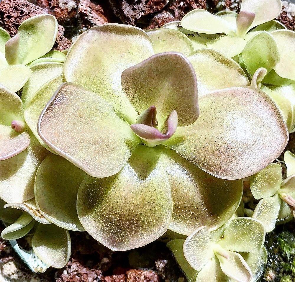 Butterworts , Sarracenia pinguicula - www.Greenie.ae Buy online Best and Healthy Plants and quality products guarantee in Dubai Plants Shop in Dubai Abu Dhabi all over UAE Plants near me Fresh Plants in Dubai where to buy plants in UAE - Greenie.ae