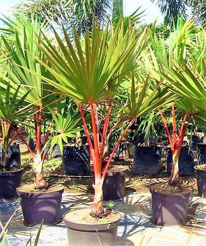 Red Latan Palm, Latania Lontaroides - www.Greenie.ae Buy online Best and Healthy Plants and quality products guarantee in Dubai Plants Shop in Dubai Abu Dhabi all over UAE Plants near me Fresh Plants in Dubai where to buy plants in UAE - Greenie.ae