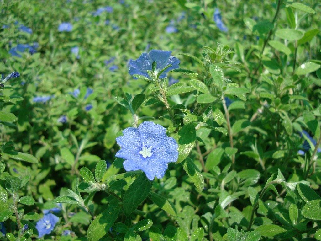 Jacquemontia Pentantha, Sky Blue Cluster Vine - www.Greenie.ae Buy online Best and Healthy Plants and quality products guarantee in Dubai Plants Shop in Dubai Abu Dhabi all over UAE Plants near me Fresh Plants in Dubai where to buy plants in UAE - Greenie.ae