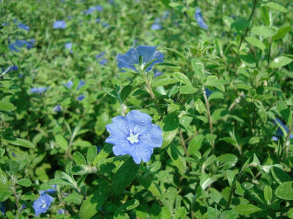 Jacquemontia Pentantha, Sky Blue Cluster Vine - www.Greenie.ae Buy online Best and Healthy Plants and quality products guarantee in Dubai Plants Shop in Dubai Abu Dhabi all over UAE Plants near me Fresh Plants in Dubai where to buy plants in UAE - Greenie.ae