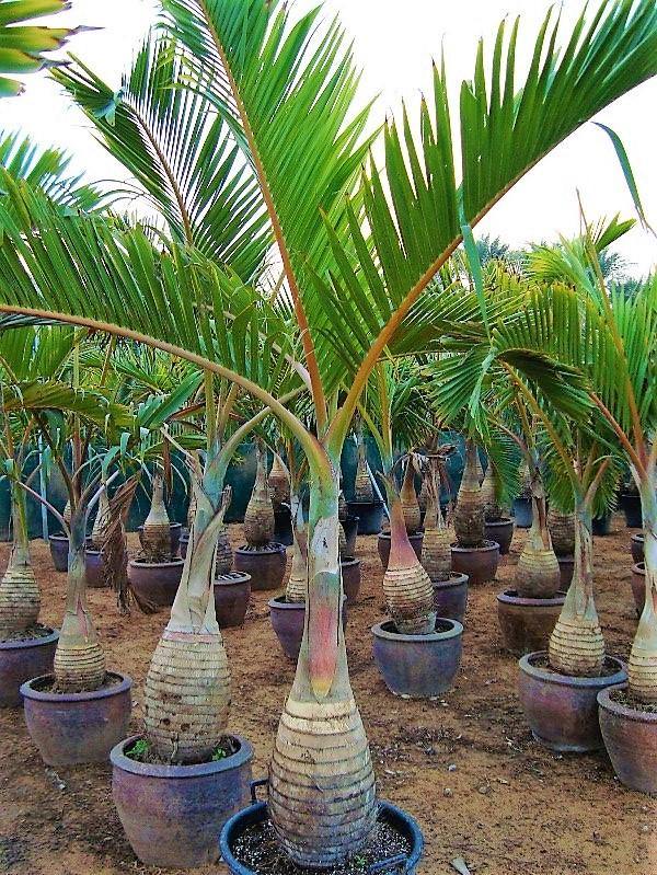 Bottle Palm, Hyophorbe Lagenicaulis - www.Greenie.ae Buy online Best and Healthy Plants and quality products guarantee in Dubai Plants Shop in Dubai Abu Dhabi all over UAE Plants near me Fresh Plants in Dubai where to buy plants in UAE - Greenie.ae