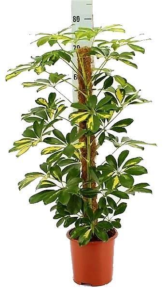 Schefflera Arboricola, Gold Capella, Dwarf Umbrella Tree - www.Greenie.ae Buy online Best and Healthy Plants and quality products guarantee in Dubai Plants Shop in Dubai Abu Dhabi all over UAE Plants near me Fresh Plants in Dubai where to buy plants in UAE - Greenie.ae