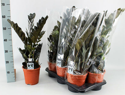 ZZ Plant, Zamioculcas Zamiifolia, Zanzibar Gem - www.Greenie.ae Buy online Best and Healthy Plants and quality products guarantee in Dubai Plants Shop in Dubai Abu Dhabi all over UAE Plants near me Fresh Plants in Dubai where to buy plants in UAE - Greenie.ae