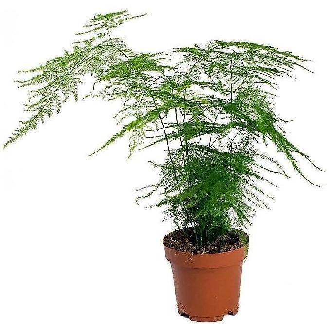 Asparagus Setaceus - www.Greenie.ae Buy online Best and Healthy Plants and quality products guarantee in Dubai Plants Shop in Dubai Abu Dhabi all over UAE Plants near me Fresh Plants in Dubai where to buy plants in UAE - Greenie.ae