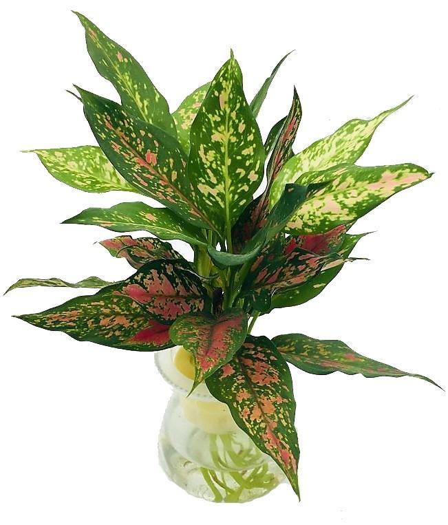 Aglaonema Sp , Wishes - www.Greenie.ae Buy online Best and Healthy Plants and quality products guarantee in Dubai Plants Shop in Dubai Abu Dhabi all over UAE Plants near me Fresh Plants in Dubai where to buy plants in UAE - Greenie.ae