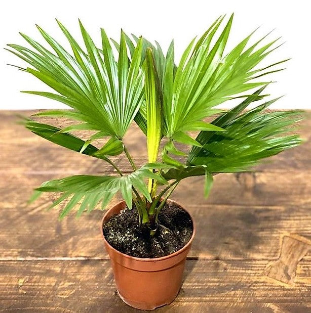 Livistona Palm, Footstool Palm, Table Palm, Fan Palm - www.Greenie.ae Buy online Best and Healthy Plants and quality products guarantee in Dubai Plants Shop in Dubai Abu Dhabi all over UAE Plants near me Fresh Plants in Dubai where to buy plants in UAE - Greenie.ae