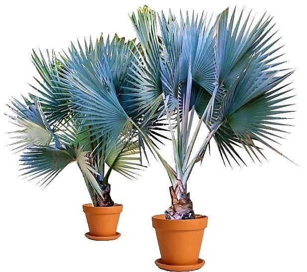 Mexican Blue Palm, Brahea Armata - www.Greenie.ae Buy online Best and Healthy Plants and quality products guarantee in Dubai Plants Shop in Dubai Abu Dhabi all over UAE Plants near me Fresh Plants in Dubai where to buy plants in UAE - Greenie.ae