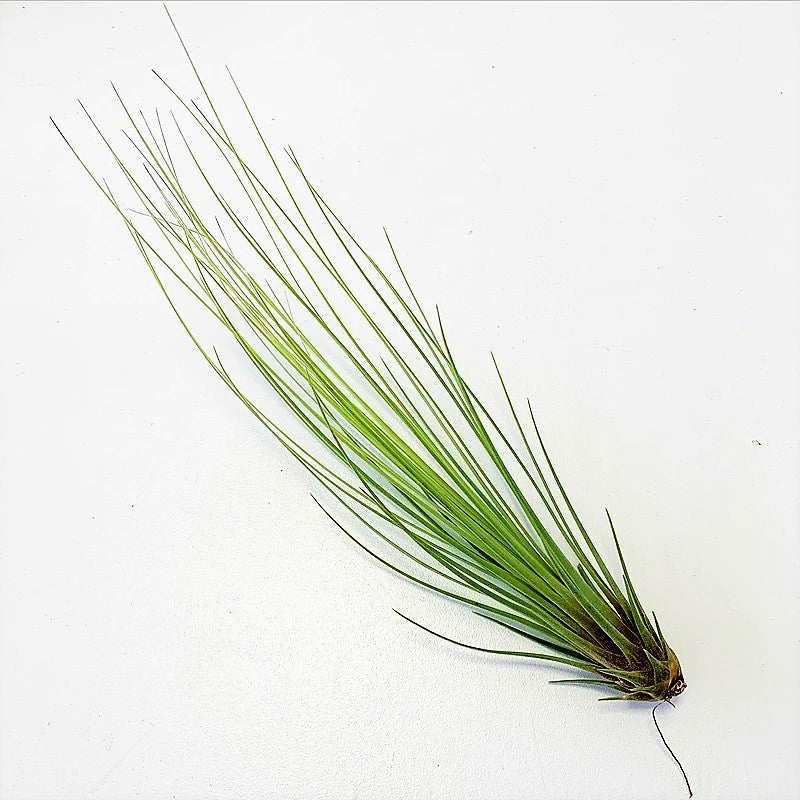 Tillandsia Juncifolia - www.Greenie.ae Buy online Best and Healthy Plants and quality products guarantee in Dubai Plants Shop in Dubai Abu Dhabi all over UAE Plants near me Fresh Plants in Dubai where to buy plants in UAE - Greenie.ae