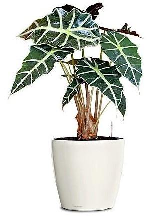 Alocasia Polly ,Elephant Ear, African Shield - www.Greenie.ae Buy online Best and Healthy Plants and quality products guarantee in Dubai Plants Shop in Dubai Abu Dhabi all over UAE Plants near me Fresh Plants in Dubai where to buy plants in UAE - Greenie.ae