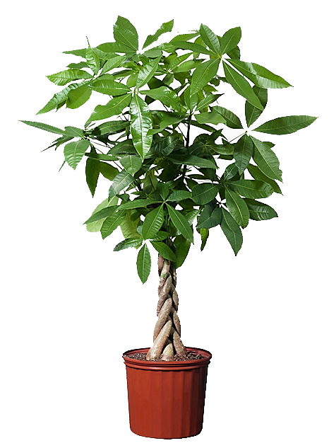 Pachira Aquatica, Money Tree (Twisted Trunk) - www.Greenie.ae Buy online Best and Healthy Plants and quality products guarantee in Dubai Plants Shop in Dubai Abu Dhabi all over UAE Plants near me Fresh Plants in Dubai where to buy plants in UAE - Greenie.ae