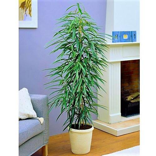 Ficus Amstel Queen - www.Greenie.ae Buy online Best and Healthy Plants and quality products guarantee in Dubai Plants Shop in Dubai Abu Dhabi all over UAE Plants near me Fresh Plants in Dubai where to buy plants in UAE - Greenie.ae