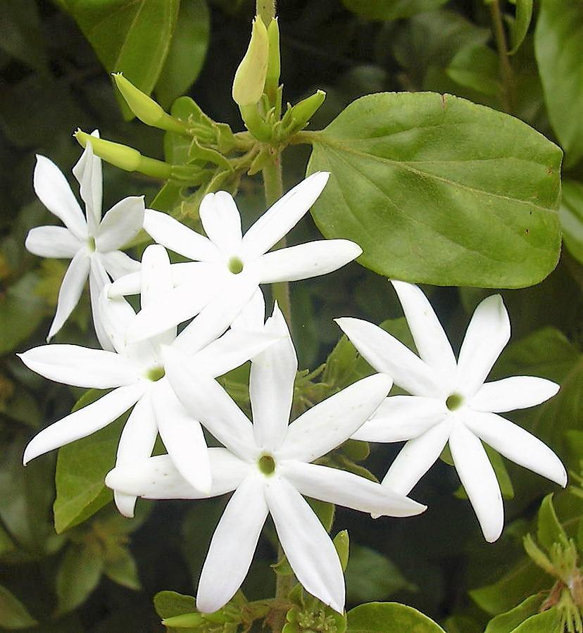 Jasminum Grandiflora, Grandiflorum, Jasmine Climber - www.Greenie.ae Buy online Best and Healthy Plants and quality products guarantee in Dubai Plants Shop in Dubai Abu Dhabi all over UAE Plants near me Fresh Plants in Dubai where to buy plants in UAE - Greenie.ae