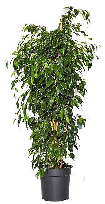 Ficus Benjamin Danielle, Weeping Fig - www.Greenie.ae Buy online Best and Healthy Plants and quality products guarantee in Dubai Plants Shop in Dubai Abu Dhabi all over UAE Plants near me Fresh Plants in Dubai where to buy plants in UAE - Greenie.ae