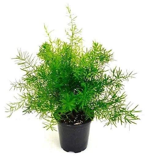 Asparagus Fern - www.Greenie.ae Buy online Best and Healthy Plants and quality products guarantee in Dubai Plants Shop in Dubai Abu Dhabi all over UAE Plants near me Fresh Plants in Dubai where to buy plants in UAE - Greenie.ae