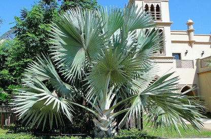 Bismark Palm, Bismarckia Nobilis - www.Greenie.ae Buy online Best and Healthy Plants and quality products guarantee in Dubai Plants Shop in Dubai Abu Dhabi all over UAE Plants near me Fresh Plants in Dubai where to buy plants in UAE - Greenie.ae