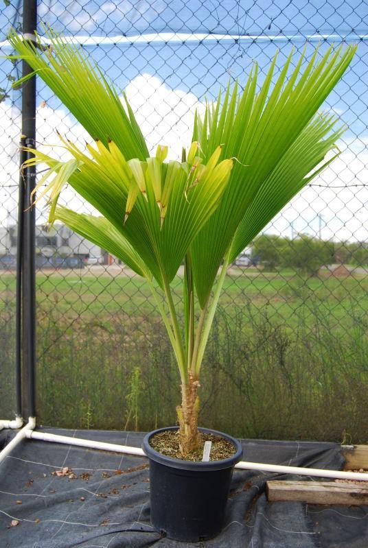 Fiji Fan Palm, Pritchardia Pacifica - www.Greenie.ae Buy online Best and Healthy Plants and quality products guarantee in Dubai Plants Shop in Dubai Abu Dhabi all over UAE Plants near me Fresh Plants in Dubai where to buy plants in UAE - Greenie.ae